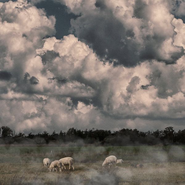 Moutons dans la brume du matin par Peter Jongeling