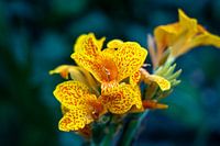Fleurs jaunes, belles et spéciales