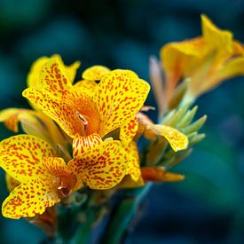 Fleurs jaunes, belles et spéciales sur Harmen Goedhart