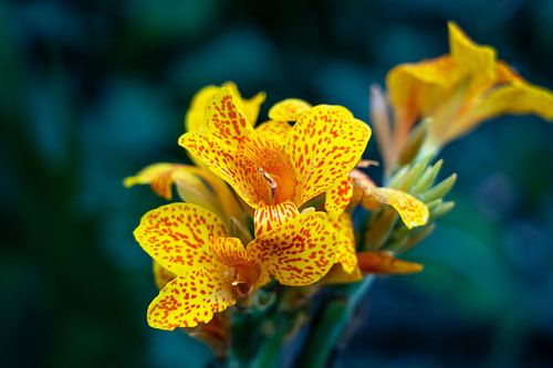 Yellow, beautiful and special flowers by Harmen Goedhart