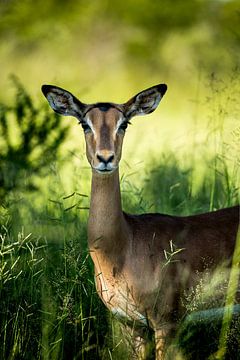 Impala in Südafrika von Paula Romein
