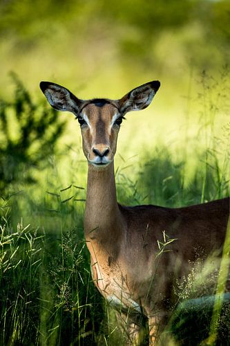 Impala in Zuid-Afrika van Paula Romein