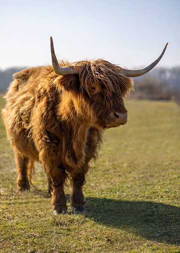 Schotse hooglander