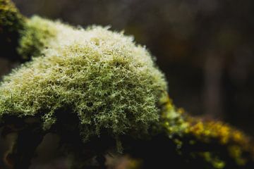 Cradle Mountain: Tasmania's Breathtaking Wilderness by Ken Tempelers