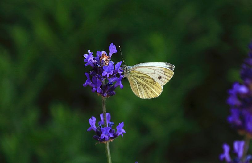 Butterfly by Thomas Jäger