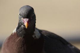Duif by Vivian Luyken