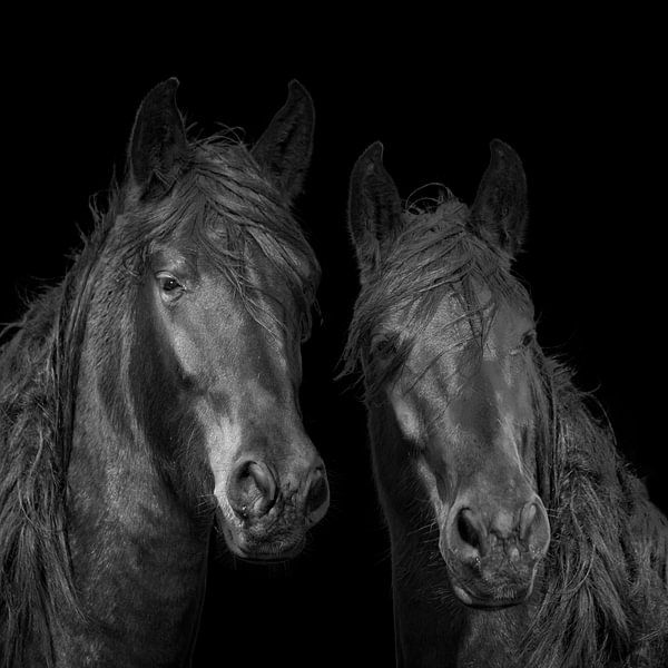 KWPN horses, warm-blooded horses by Gert Hilbink