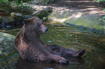 Brown Bear takes bath by Jan Georg Meijer