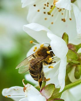 Bee in apple blossom