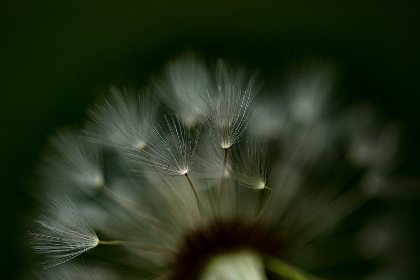 Details of a spent dandelion in the form of seedlings by Margriet Hulsker
