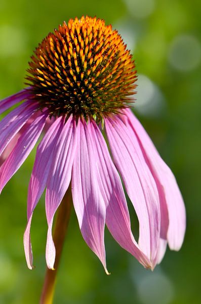Coneflower by Violetta Honkisz