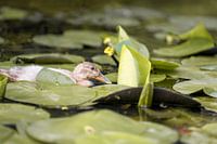 Duckling in a pond surrounded by water lilies