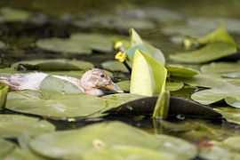 Entenküken in einem von Seerosen umgebenen Teich von Bas Leroy