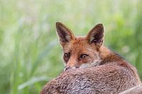 Fuchs mit durchdringendem Blick
