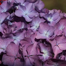 Hortensie von Matthias Brix