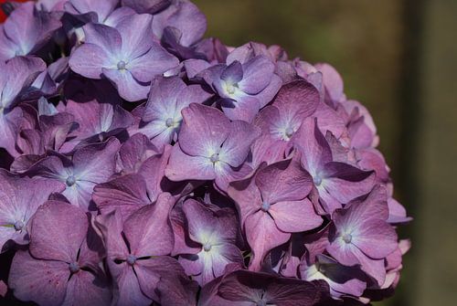 Hortensia