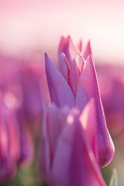 Tulpen aus dem Norden, Garsthuizen von Ronnie Schuringa