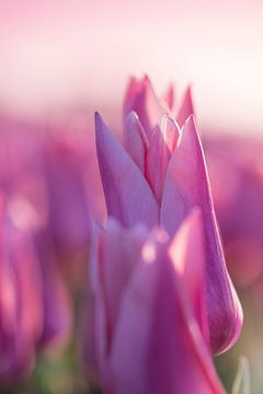 Tulpen uit het Noorden, Garsthuizen van Ronnie Schuringa