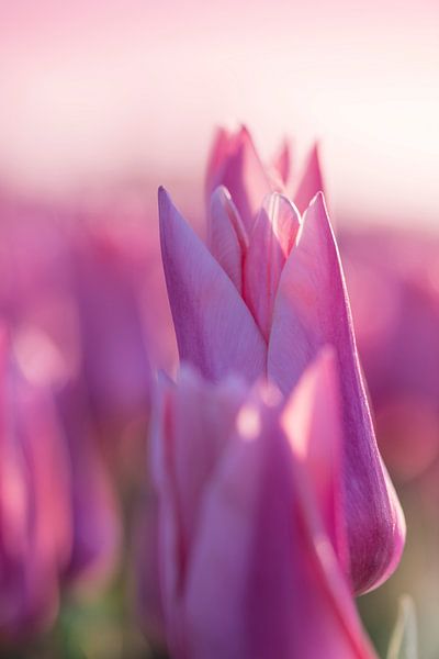 Tulpen aus dem Norden, Garsthuizen von Ronnie Schuringa