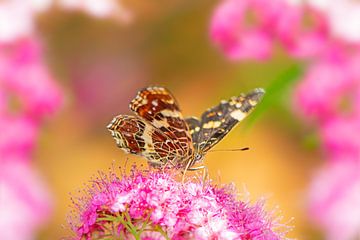 Macro van een landcactusvlinder Vlinder van ManfredFotos