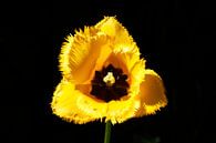 Geel bloeiende tulp (Tulipa), Close-up, Duitsland van Torsten Krüger thumbnail
