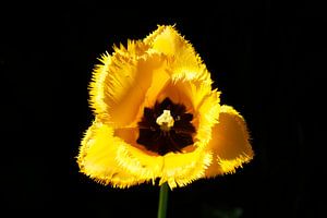 Geel bloeiende tulp (Tulipa), Close-up, Duitsland van Torsten Krüger