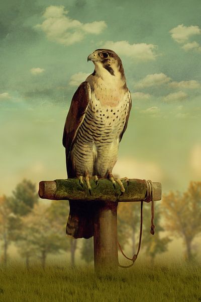 The Falcon by Marja van den Hurk