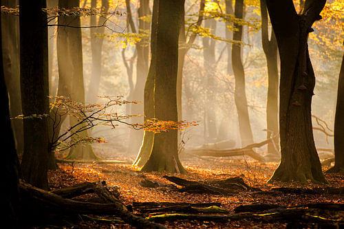 Speulderbos : atmosphère automnale