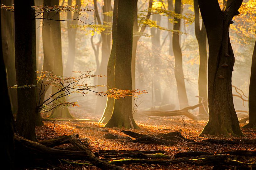 Speulderbos Autumn atmosphere by Harry van 't Veld