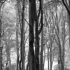 Nebel und Herbst im Speulder Wald von Watze D. de Haan