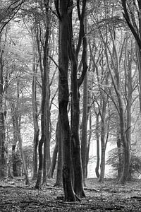 Nebel und Herbst im Speulder Wald von Watze D. de Haan