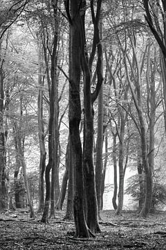 Brouillard et automne dans la forêt de Speulder sur Watze D. de Haan