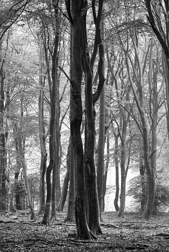 Nebel und Herbst im Speulder Wald