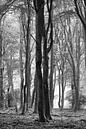 Mist en herfst in Speulderbos van Watze D. de Haan thumbnail