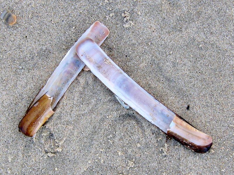 Messcherp von Jon Houkes