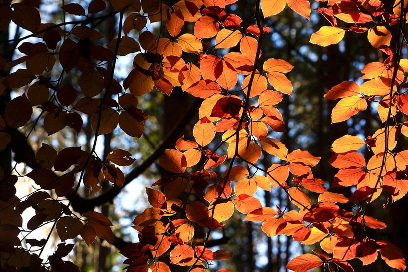 Beech by Thomas Jäger
