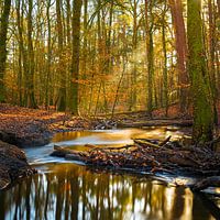 Leuvenum brook