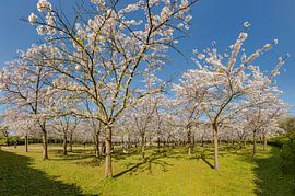 Obstbäume im Blossom Park, Amstelveen, , Nordholland