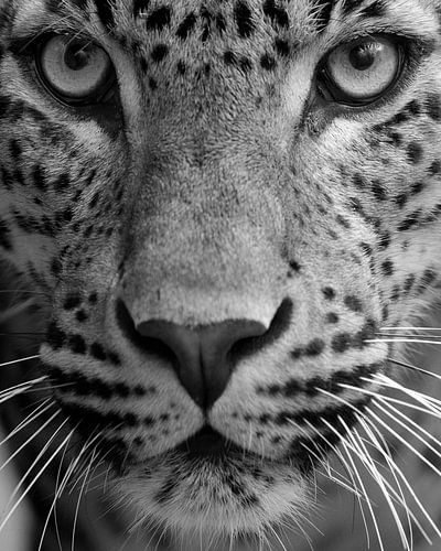 Luipaard close up in zwart wit
