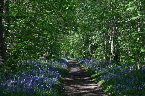 Sprookjesachtig pad met wilde hyacinten