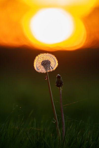 Löwenzahn im letzten Sonnenlicht von Robbie Nijman