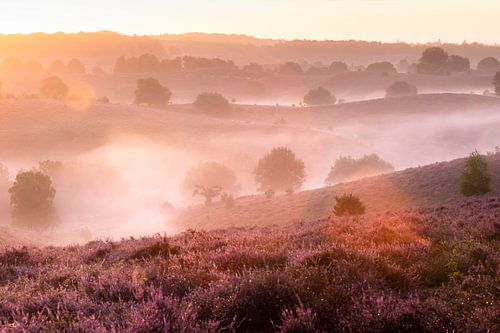 Bloeiende heide op de Posbank