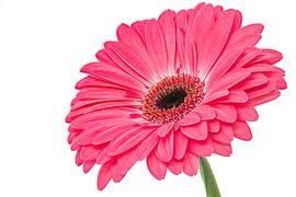 Die Kraft der Gerbera von Tanja van Beuningen