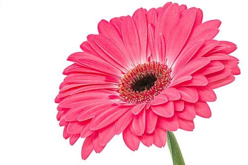 Gerbera