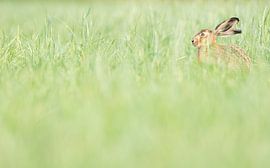 Een haas in de uiterwaarden van Danny Slijfer Natuurfotografie