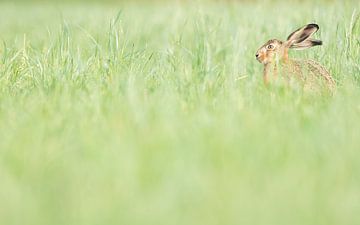 Un lièvre dans la plaine inondable sur Danny Slijfer Natuurfotografie