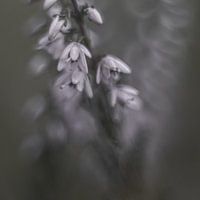 Dreamy heather