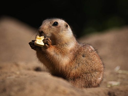 Young prairie dog