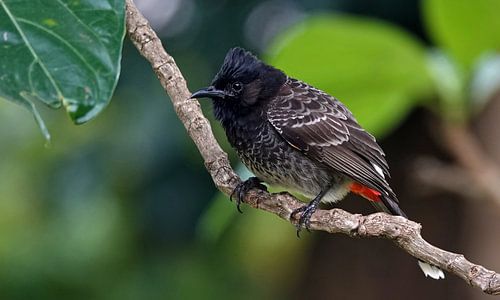Roodbuikbuulbuul in Fiji