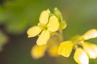geel mini bloempje van Tania Perneel thumbnail